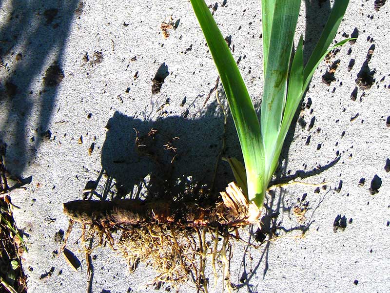 Trädgårsiris med rhizom Trädgårsiris med rhizom